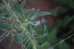 Galactia tenuiflora var. tenuiflora